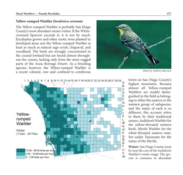 Warbler, Yellow-Rumped