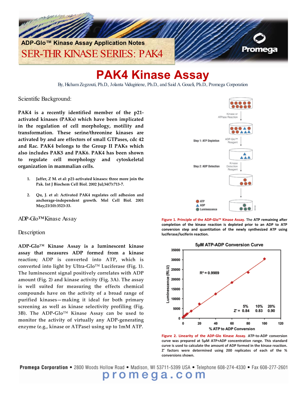 PAK4 PAK4 Kinase Assay