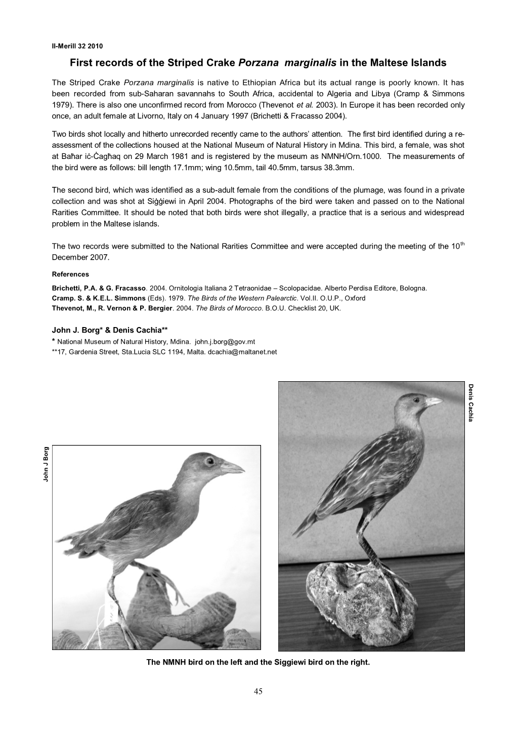 First Records of the Striped Crake Porzana Marginalis in the Maltese Islands