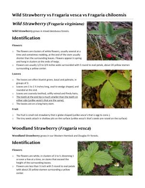 Wild Strawberry Vs Fragaria Vesca Vs Fragaria Chiloensis Identification