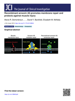 Recombinant Annexin A6 Promotes Membrane Repair and Protects Against Muscle Injury