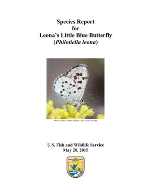 Species Report for Leona's Little Blue Butterfly (Philotiella Leona)