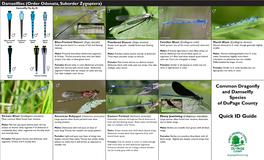 Quick ID Guide Most Common Bluet Found Near Streams