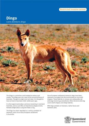 Dingo Dog Control Caniscanis Familiaris Familiaris Dingo