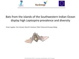 Bats from the Islands of the Southwestern Indian Ocean Display High Leptospira Prevalence and Diversity