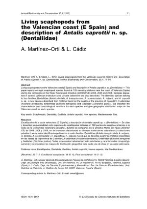 And Description of Antalis Caprottii N. Sp. (Dentaliidae) A