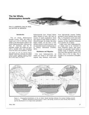 The Sei Whale, Balaenoptera Borealis