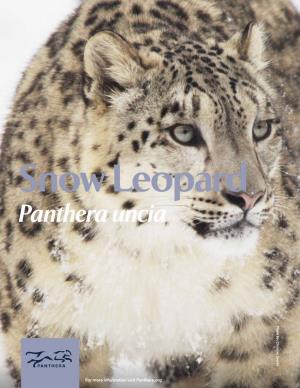 Snow Leopard Panthera Uncia