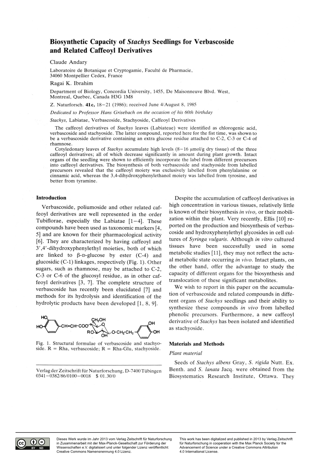 Biosynthetic Capacity of Stachys Seedlings for Verbascoside and Related Caffeoyl Derivatives