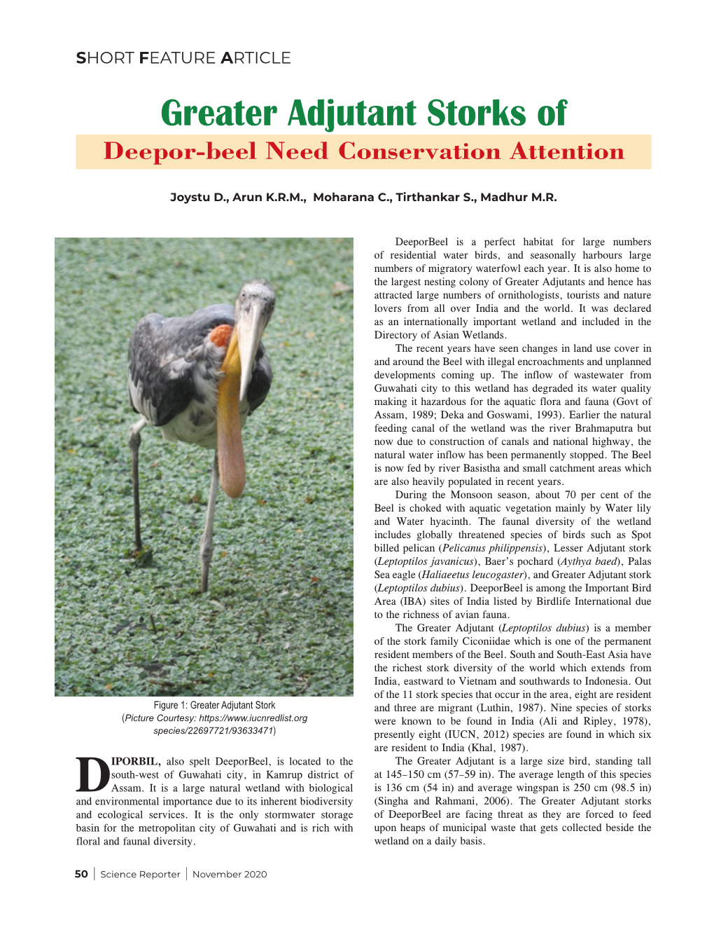 Greater Adjutant Storks of Deepor-Beel Need Conservation Attention