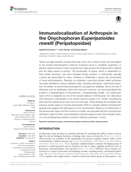 Immunolocalization of Arthropsin in the Onychophoran Euperipatoides Rowelli (Peripatopsidae)