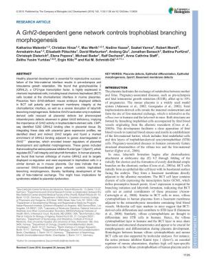 A Grhl2-Dependent Gene Network Controls Trophoblast Branching Morphogenesis