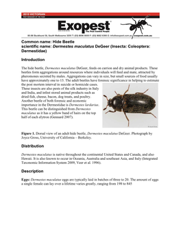 Common Name: Hide Beetle Scientific Name: Dermestes Maculatus Degeer (Insecta: Coleoptera: Dermestidae)