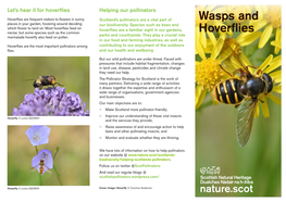 Wasps and Hoverflies