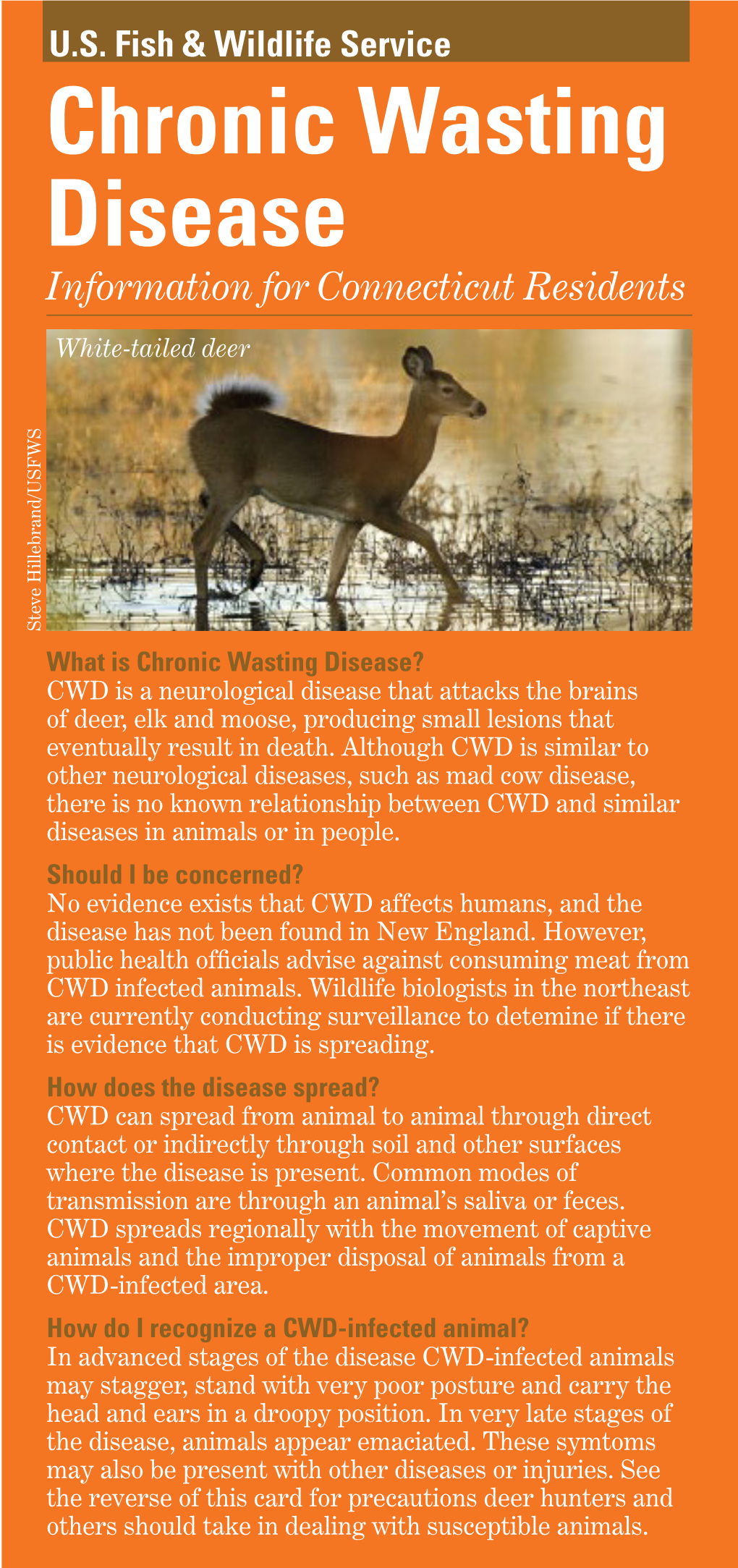Chronic Wasting Disease Information for Connecticut Residents