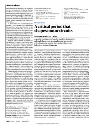 A Critical Period That Shapes Motor Circuits