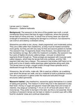 Larvae Used In: Insects Waxworm – Galleria Mellonella Background