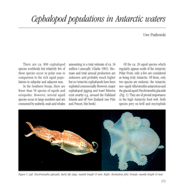 Cephalopod Populations in Antarctic Waters