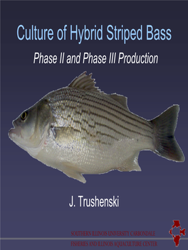 Culture of Hybrid Striped Bass Phase II and Phase III Production