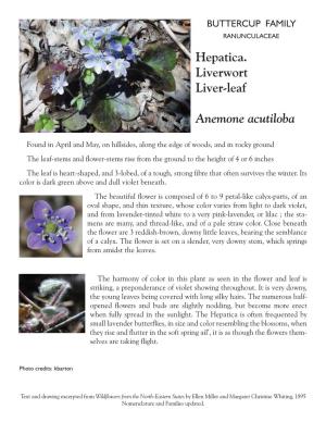 Hepatica. Liverwort Liver-Leaf Anemone Acutiloba