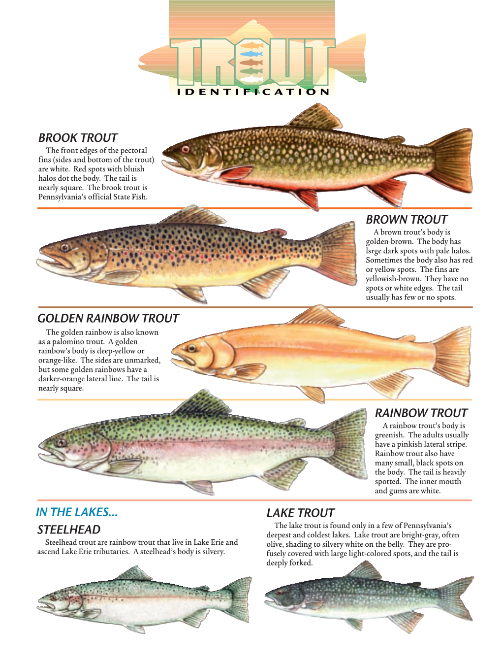 Brook Trout Brown Trout Rainbow Trout Golden