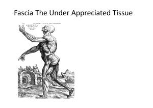 Superficial Fascia • Fascia Can Be Divided Into Different Types