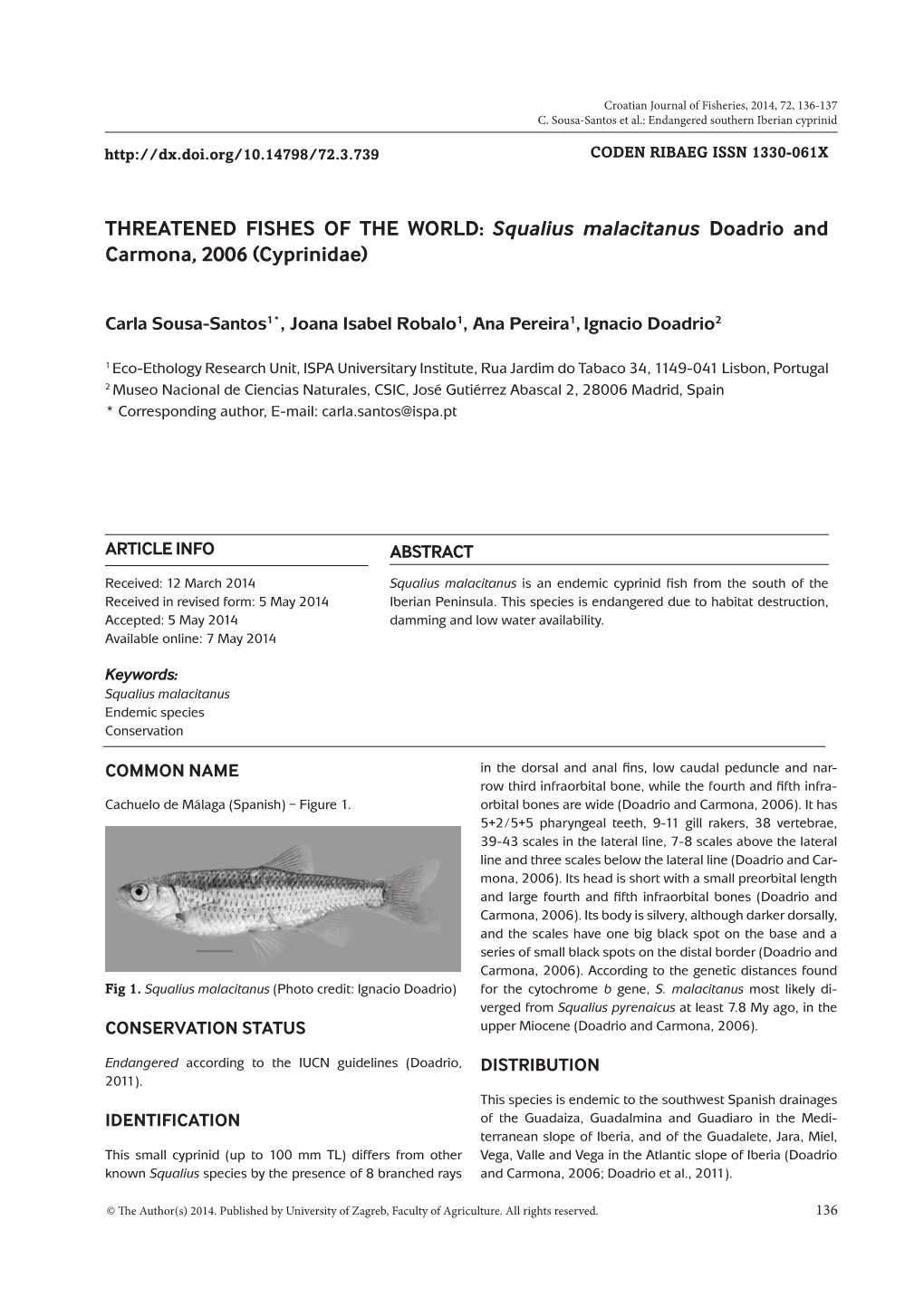 THREATENED FISHES of the WORLD: Squalius Malacitanus Doadrio and Carmona, 2006 (Cyprinidae)