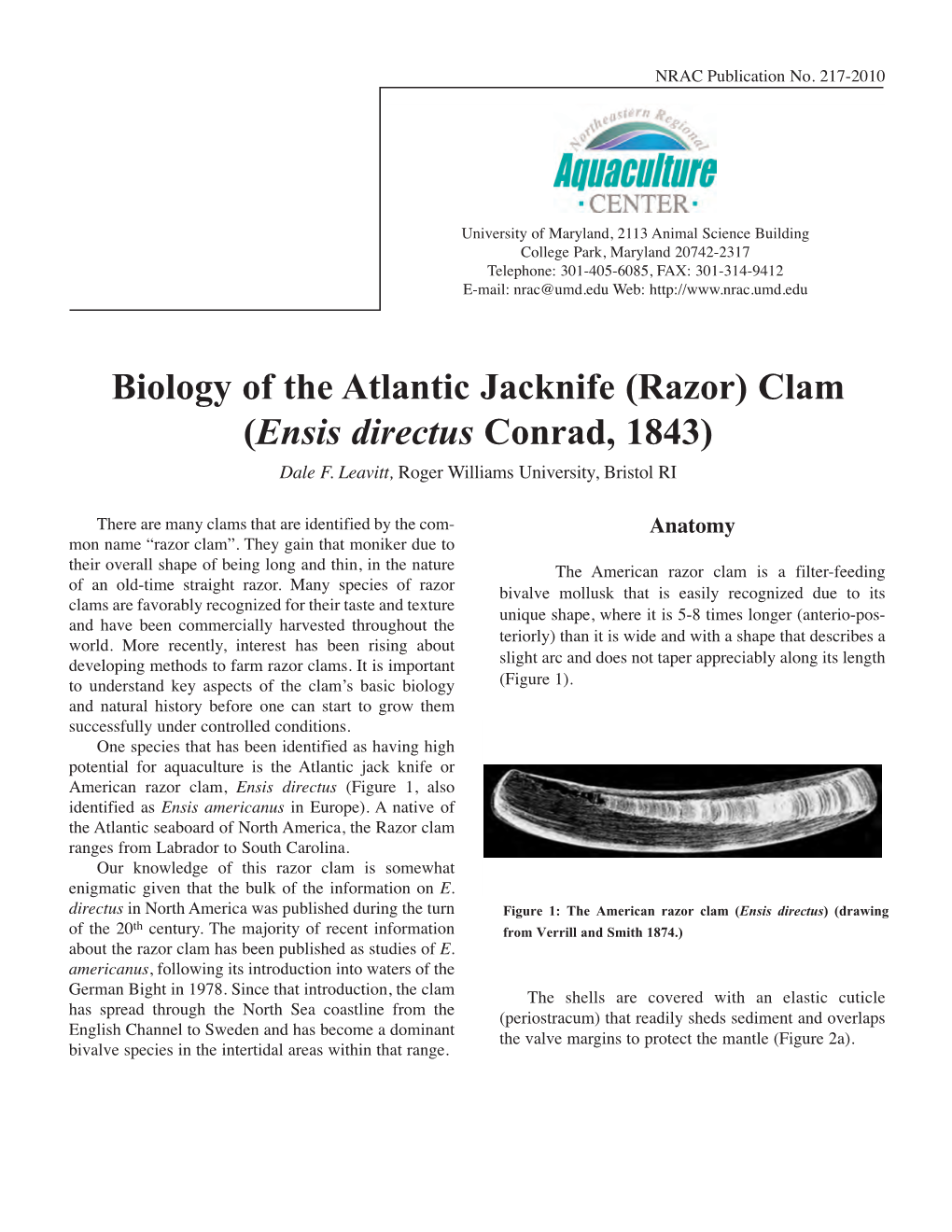 (Razor) Clam (Ensis Directus Conrad, 1843) Dale F