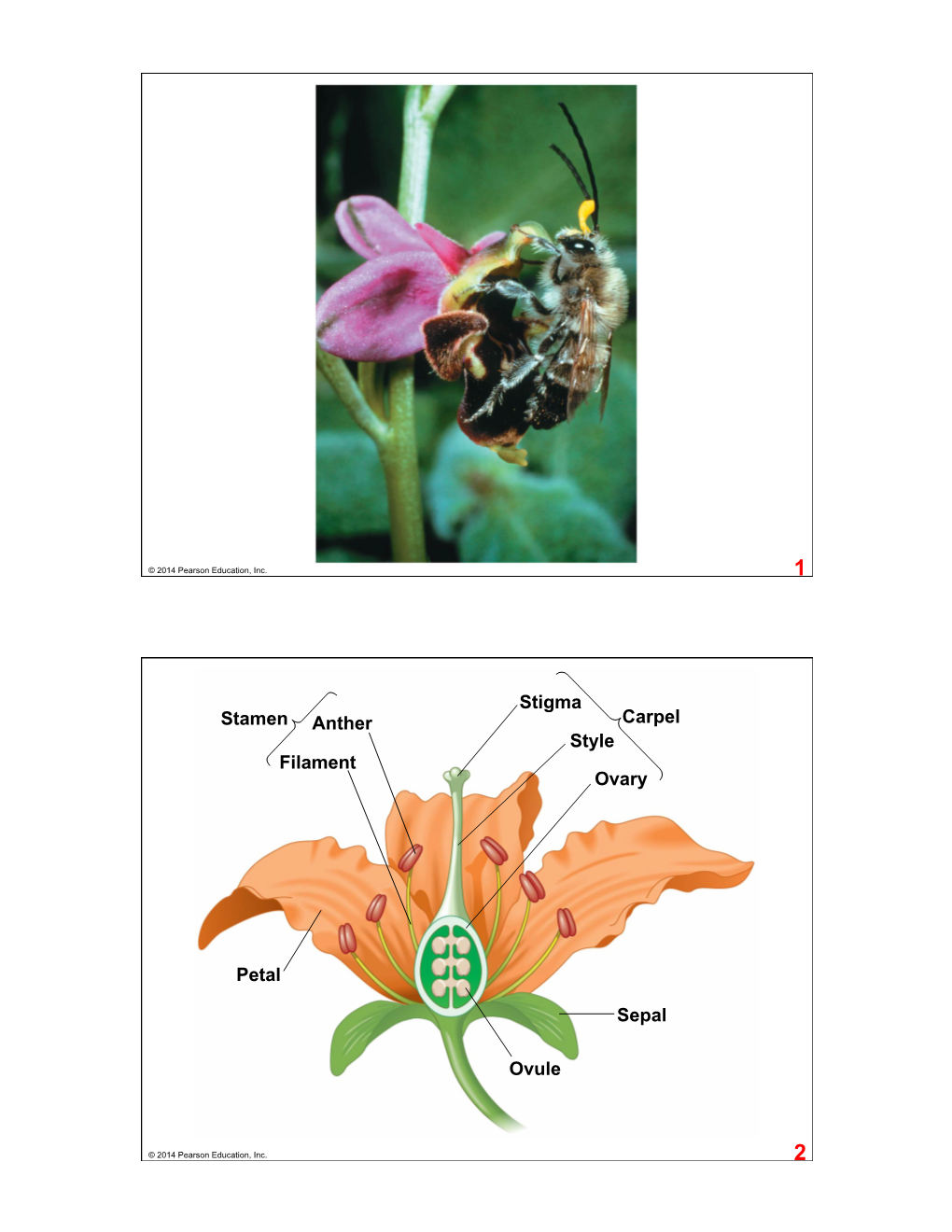 Stamen Petal Filament Anther Carpel Stigma Ovary Style Ovule Sepal