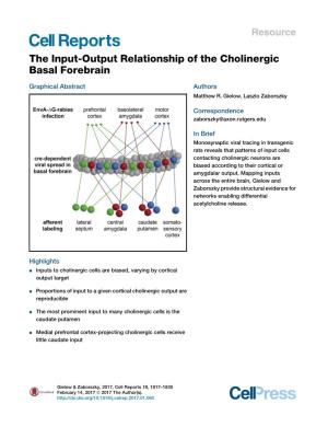 The Input-Output Relationship of the Cholinergic Basal Forebrain