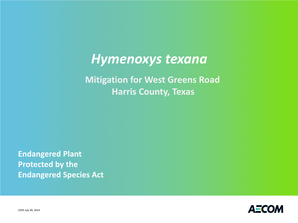 Hymenoxys Texana Mitigation for West Greens Road Harris County, Texas