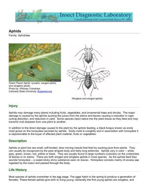 Fact Sheet: Aphids