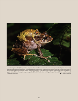 Vocalizations of Pristimantis Cruentus (Anura: Craugastoridae) in Costa Rica