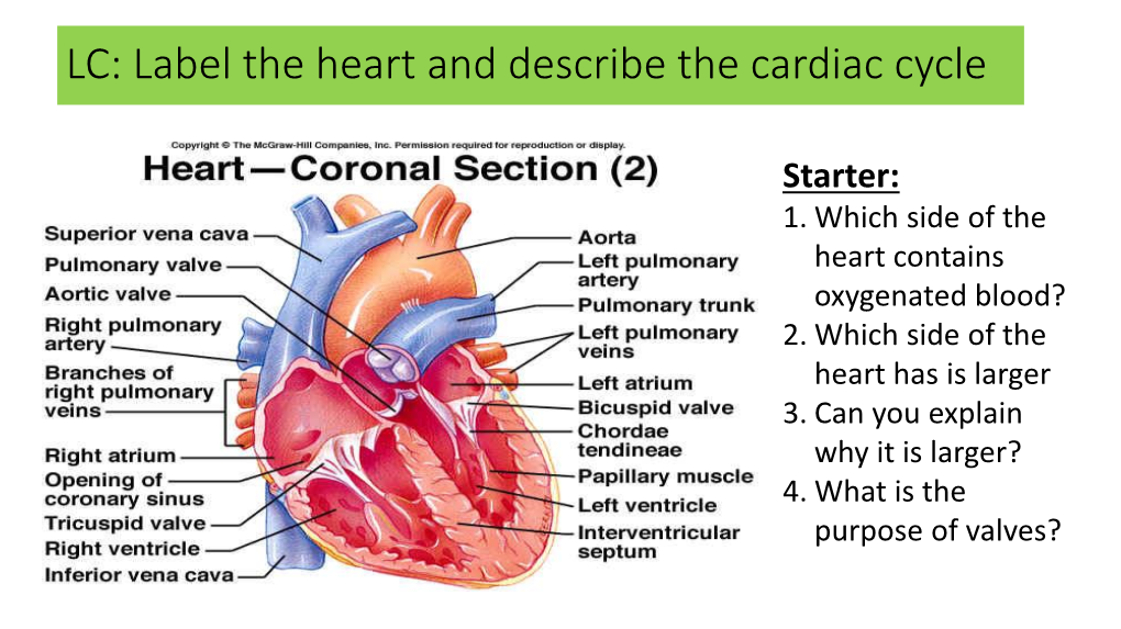 LC: Label the Heart and Describe the Cardiac Cycle