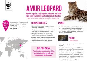 AMUR LEOPARD the Amur Leopard Is a Rare Subspecies of Leopard