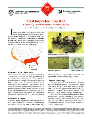 Ant, Red Imported Fire