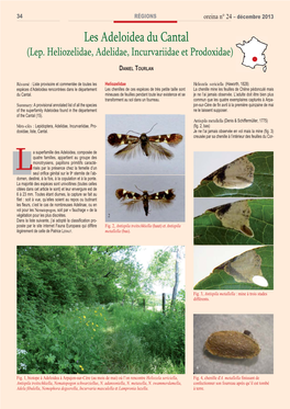 Les Adeloidea Du Cantal (Lep