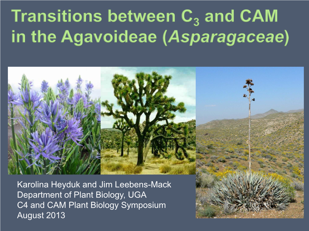 Transitions Between C3 and CAM in the Agavoideae (Asparagaceae)