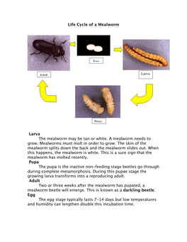 Life Cycle of a Mealworm