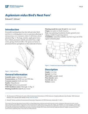 Asplenium Nidus Bird's Nest Fern1