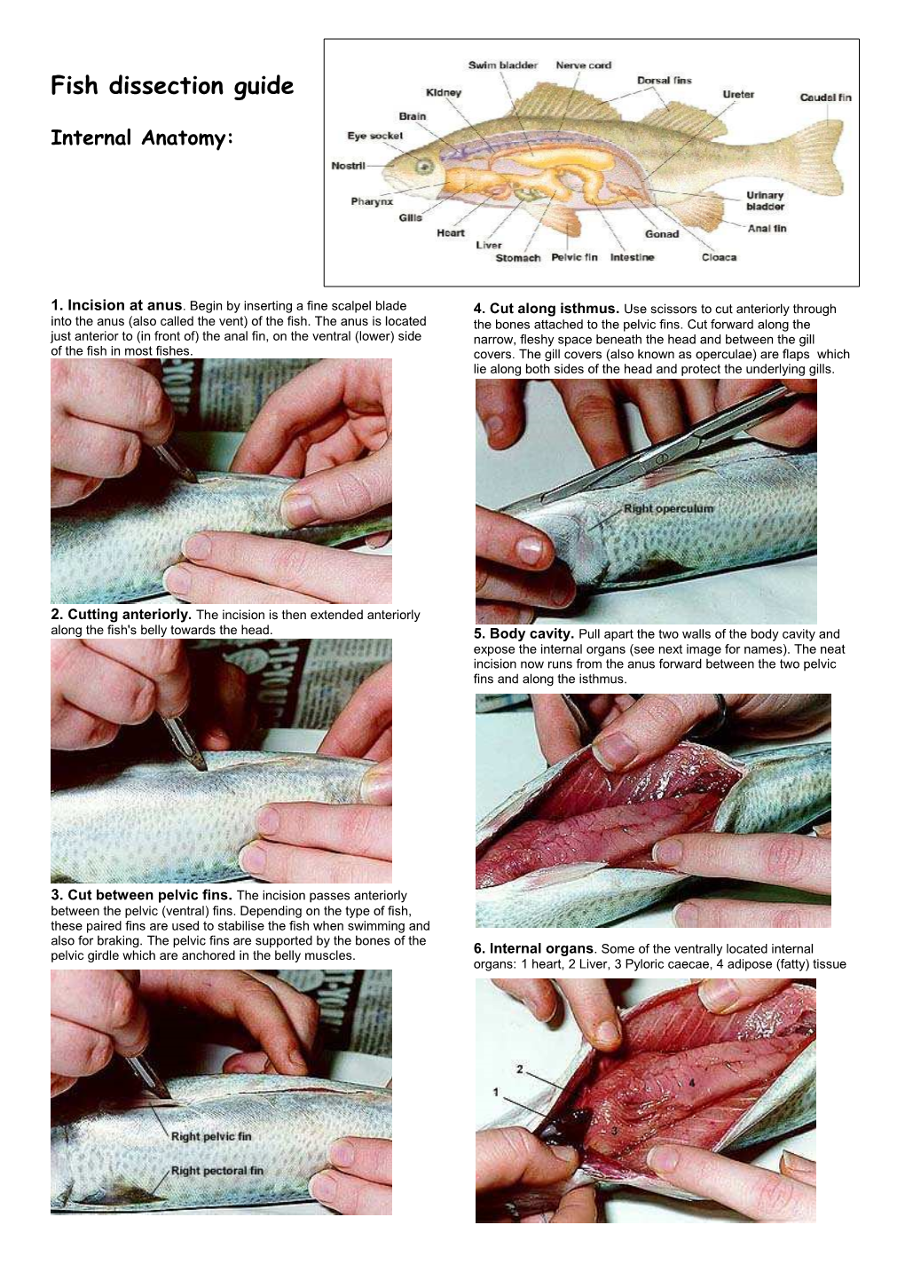 Fish Dissection Guide