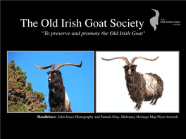 Old Irish Goat Presentation Website