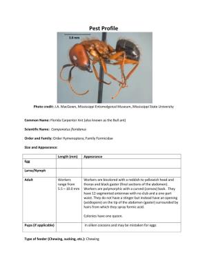 Florida Carpenter Ant (Also Known As the Bull Ant)