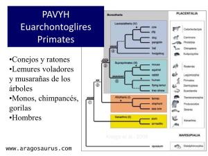 PAVYH Euarchontoglires Primates