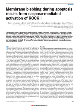 Membrane Blebbing During Apoptosis Results from Caspase-Mediated Activation of ROCK I