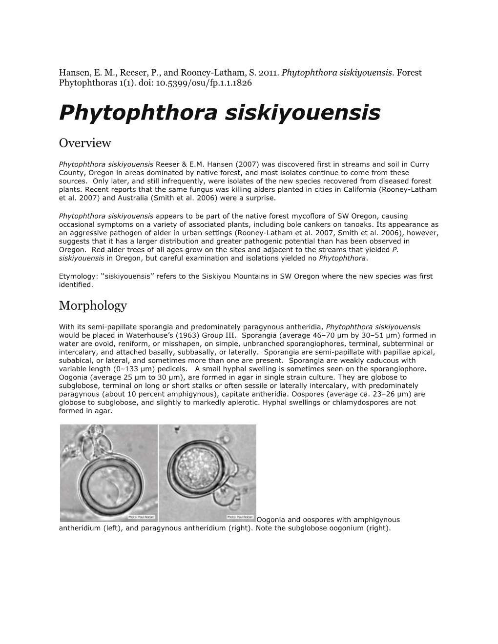Phytophthora Siskiyouensis