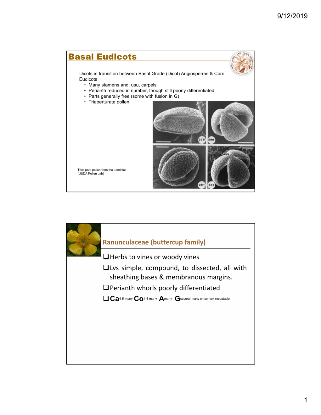 Basal Eudicots