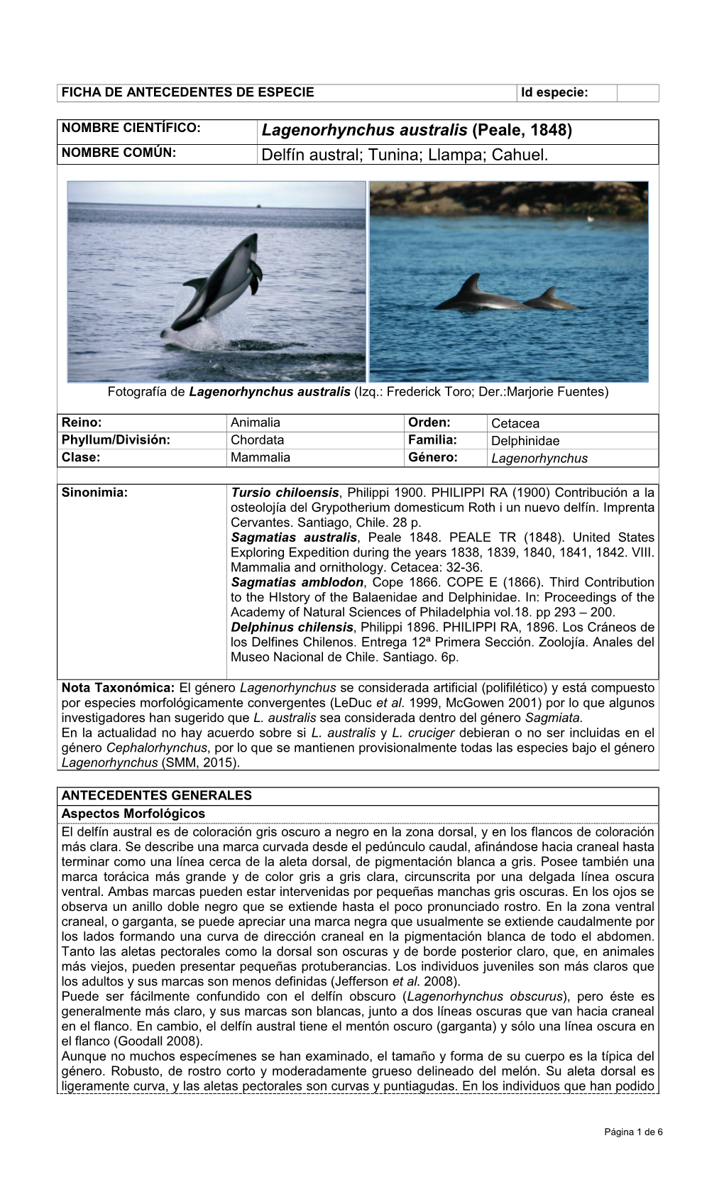 Lagenorhynchus Australis (Peale, 1848) Delfín Austral; Tunina
