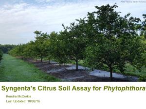 Syngenta's Citrus Soil Assay for Phytophthora