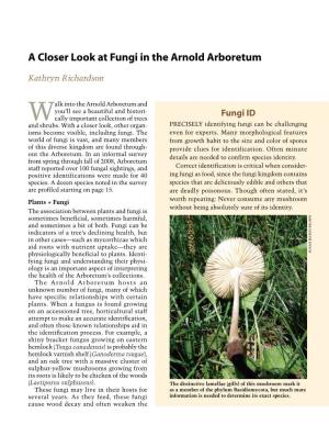 A Closer Look at Fungi in the Arnold Arboretum